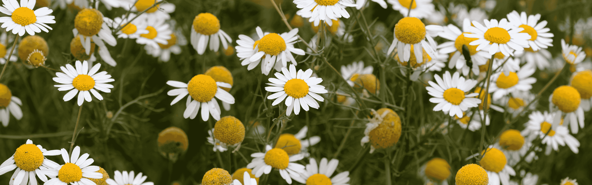 Chamomile Mint Fresh Toothpaste
