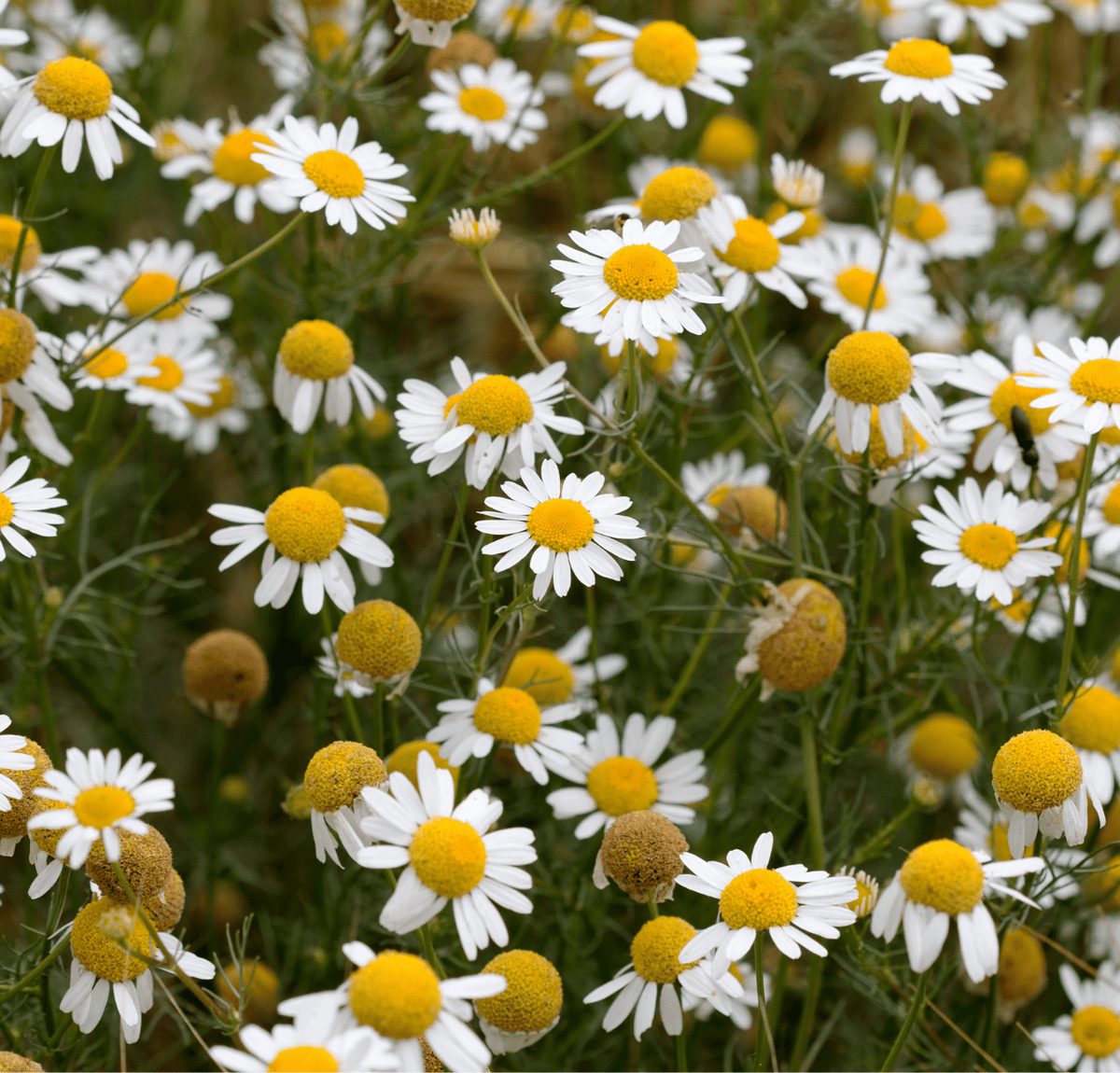 Chamomile Mint Fresh Toothpaste